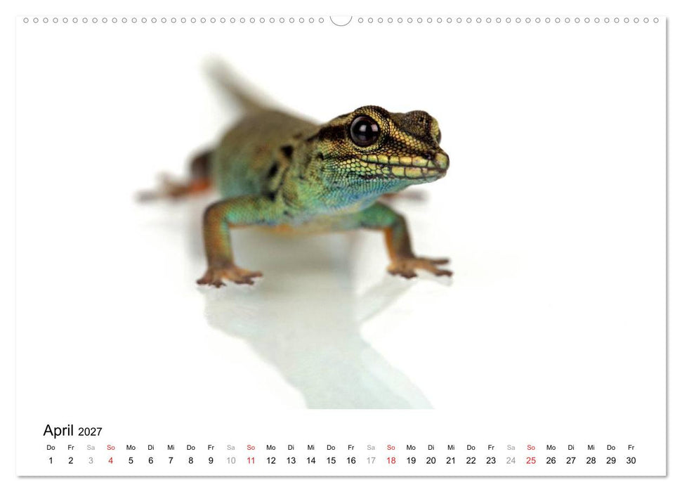 Der kleine Gecko und seine Freunde (CALVENDO Premium Wandkalender 2027)
