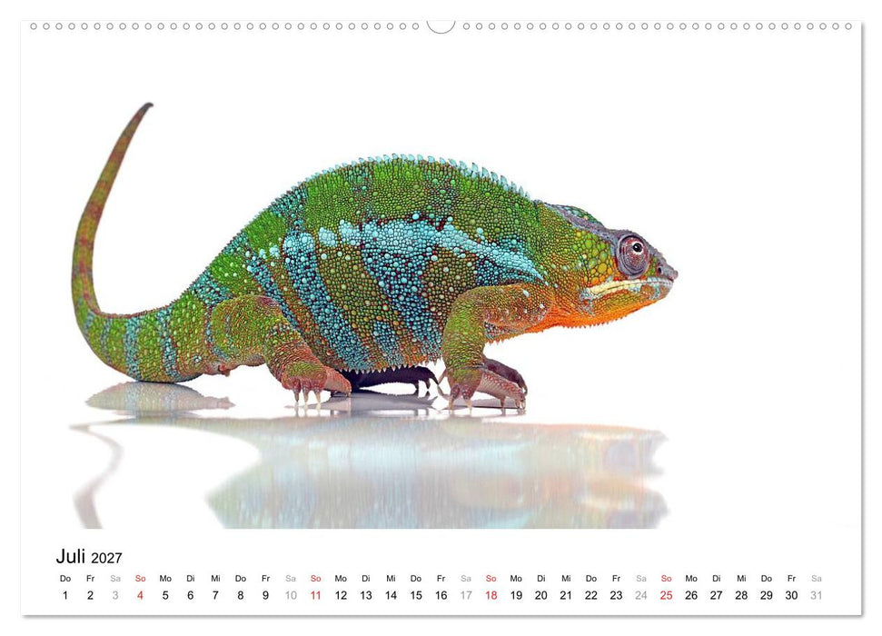 Der kleine Gecko und seine Freunde (CALVENDO Premium Wandkalender 2027)
