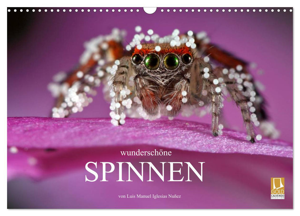 Wunderschöne Spinnen (CALVENDO Wandkalender 2027)