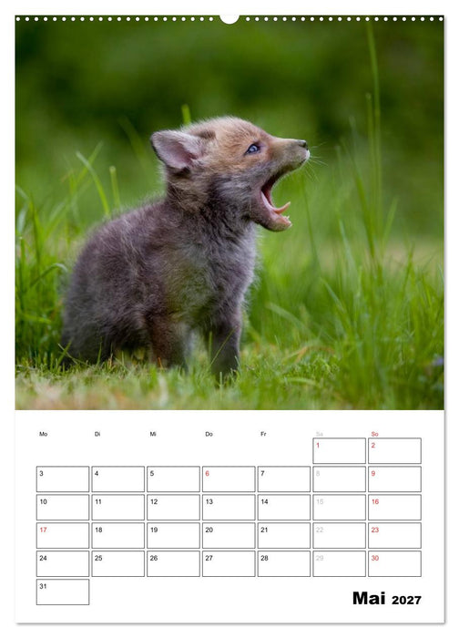 Rotfuchs - Impressionen (CALVENDO Wandkalender 2027)