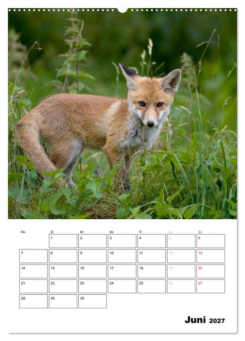 Rotfuchs - Impressionen (CALVENDO Wandkalender 2027)
