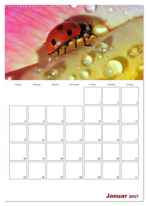 Marienkäferglück (CALVENDO Premium Wandkalender 2027)