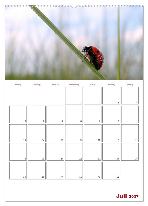 Marienkäferglück (CALVENDO Premium Wandkalender 2027)