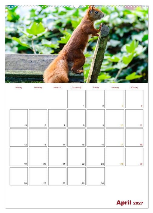 Eichhörnchen Planer 2027 (CALVENDO Premium Wandkalender 2027)