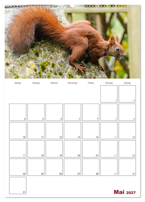 Eichhörnchen Planer 2027 (CALVENDO Premium Wandkalender 2027)