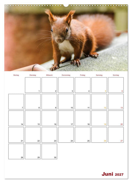 Eichhörnchen Planer 2027 (CALVENDO Premium Wandkalender 2027)