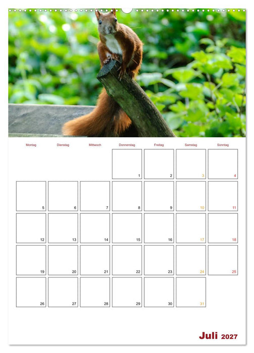 Eichhörnchen Planer 2027 (CALVENDO Premium Wandkalender 2027)