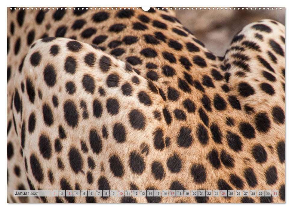 Emotionale Momente: Geparden (CALVENDO Wandkalender 2027)