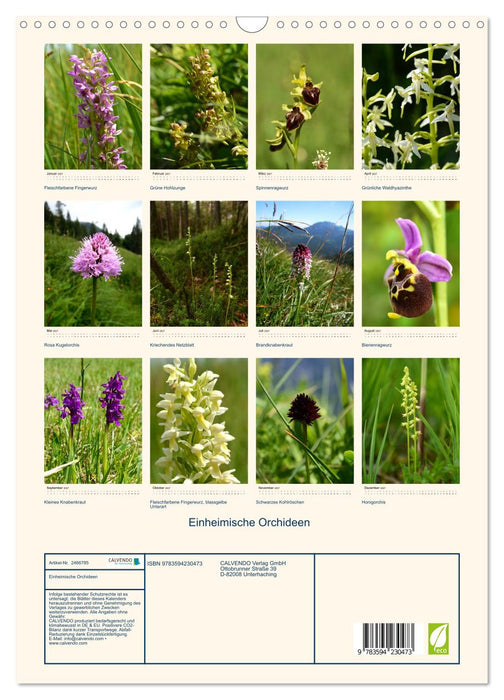 Einheimische Orchideen (CALVENDO Wandkalender 2027)