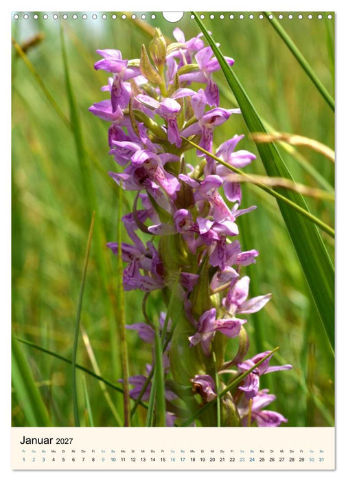 Einheimische Orchideen (CALVENDO Wandkalender 2027)