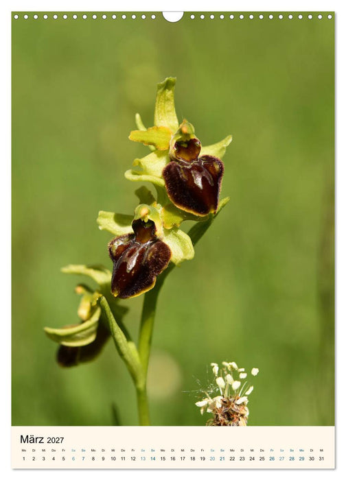 Einheimische Orchideen (CALVENDO Wandkalender 2027)