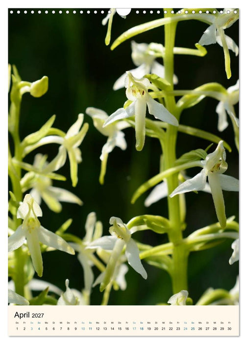 Einheimische Orchideen (CALVENDO Wandkalender 2027)