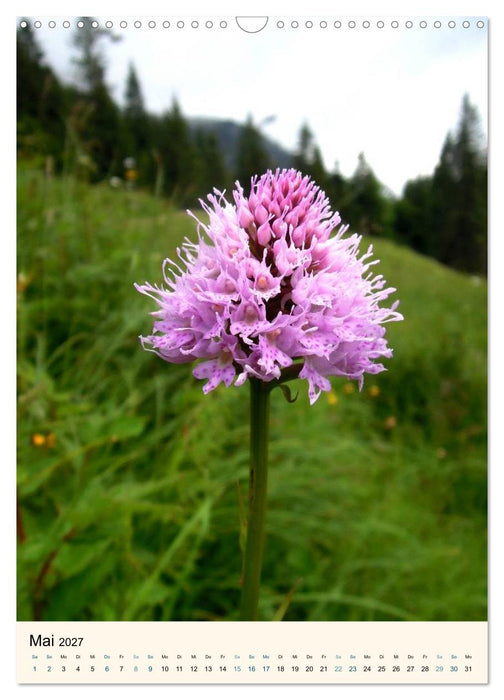 Einheimische Orchideen (CALVENDO Wandkalender 2027)