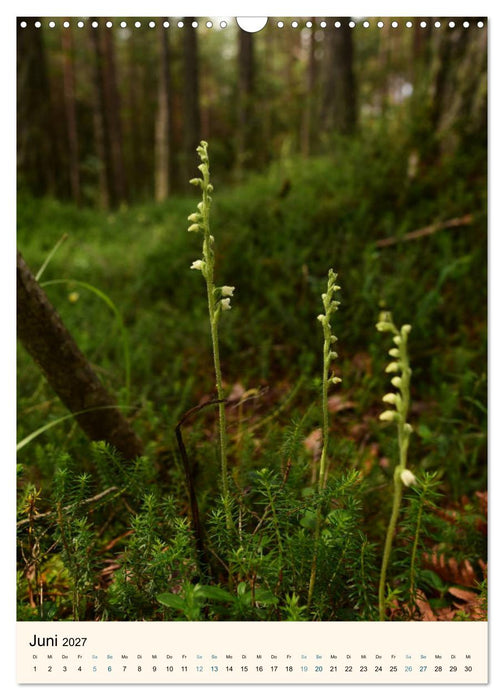 Einheimische Orchideen (CALVENDO Wandkalender 2027)