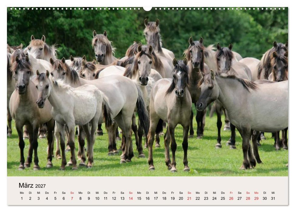 Dülmener Wildpferde (CALVENDO Wandkalender 2027)