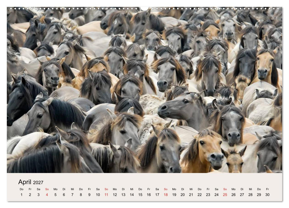 Dülmener Wildpferde (CALVENDO Wandkalender 2027)