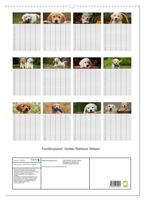 Familienplaner: Golden Retriever Welpen (CALVENDO Wandkalender 2027)