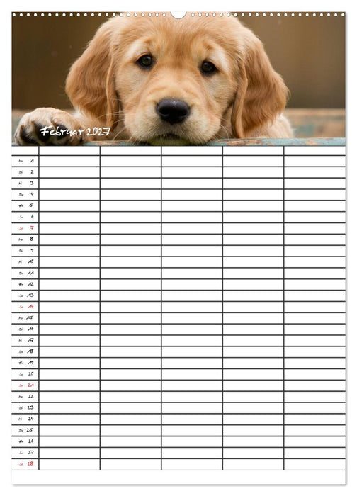 Familienplaner: Golden Retriever Welpen (CALVENDO Wandkalender 2027)