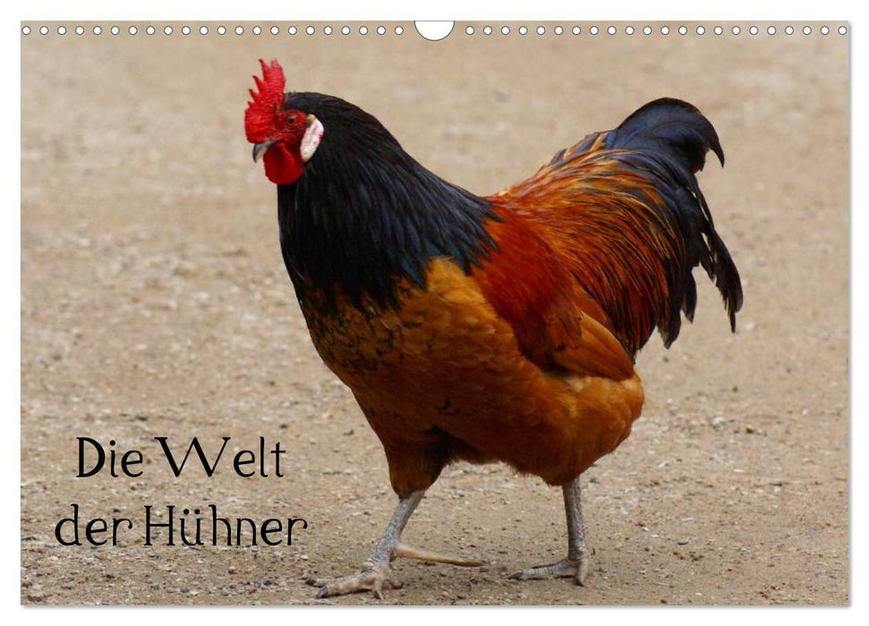 Die Welt der Hühner (CALVENDO Wandkalender 2027)