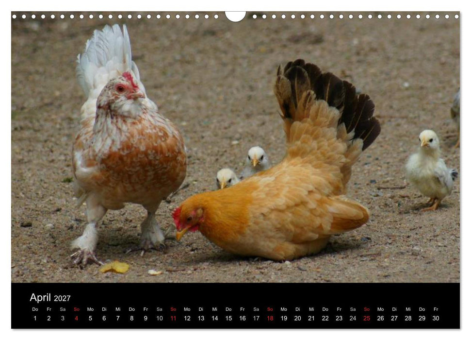 Die Welt der Hühner (CALVENDO Wandkalender 2027)