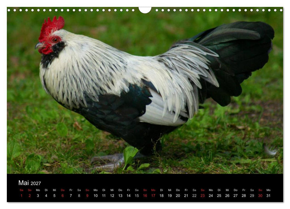 Die Welt der Hühner (CALVENDO Wandkalender 2027)
