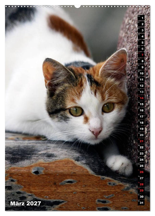 Istanbuls Katzen (CALVENDO Wandkalender 2027)