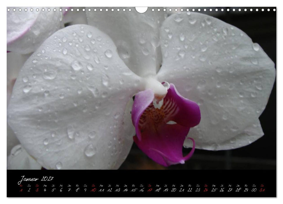 Farbenreiche Orchideen (CALVENDO Wandkalender 2027)