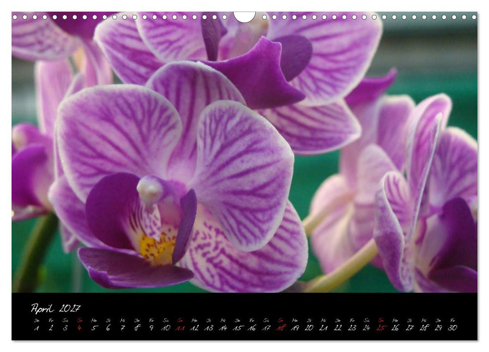 Farbenreiche Orchideen (CALVENDO Wandkalender 2027)