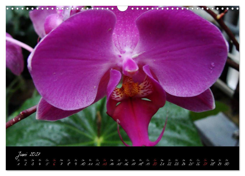 Farbenreiche Orchideen (CALVENDO Wandkalender 2027)