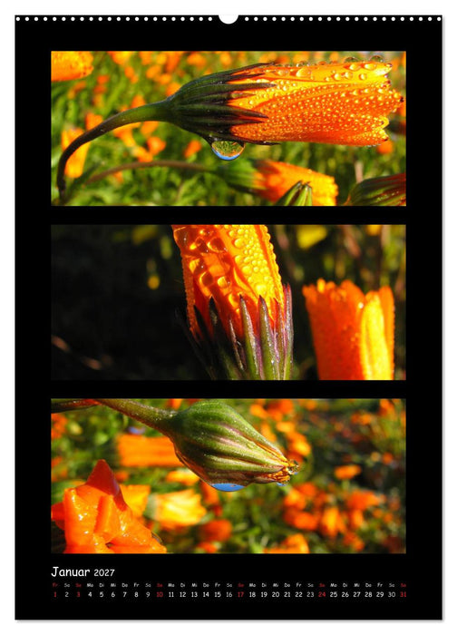 ZAUBERWELT DER BLUMEN - EISKRISTALLE & WASSERPERLEN (CALVENDO Wandkalender 2027)
