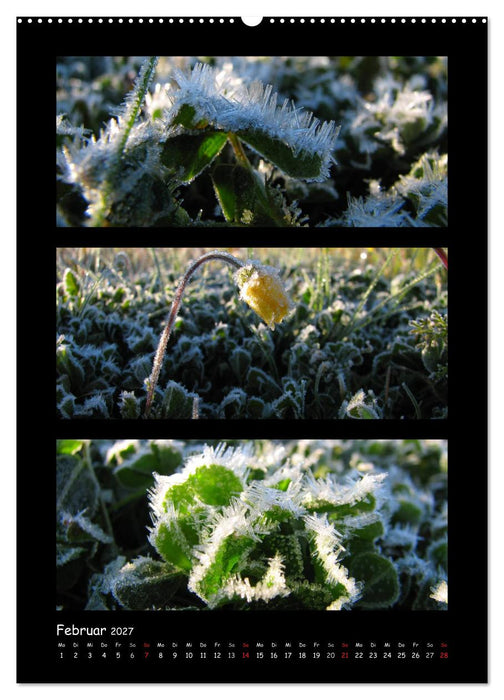 ZAUBERWELT DER BLUMEN - EISKRISTALLE & WASSERPERLEN (CALVENDO Wandkalender 2027)