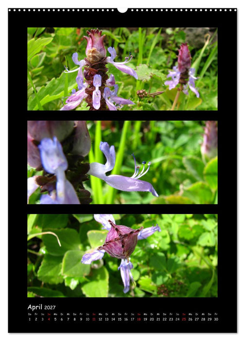 ZAUBERWELT DER BLUMEN - EISKRISTALLE & WASSERPERLEN (CALVENDO Wandkalender 2027)