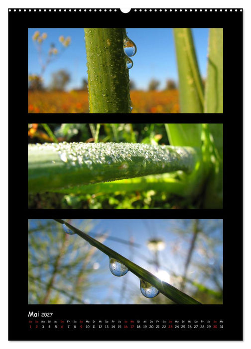 ZAUBERWELT DER BLUMEN - EISKRISTALLE & WASSERPERLEN (CALVENDO Wandkalender 2027)