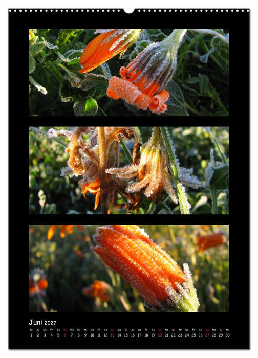 ZAUBERWELT DER BLUMEN - EISKRISTALLE & WASSERPERLEN (CALVENDO Wandkalender 2027)