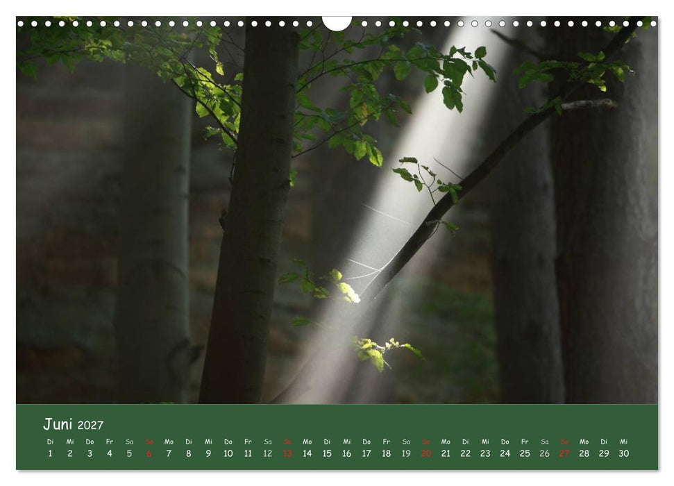 Lichter im Wald (CALVENDO Wandkalender 2027)