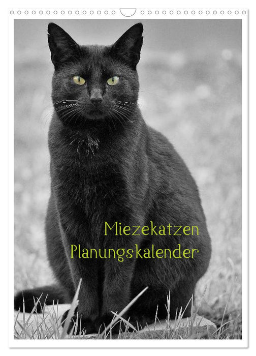 Miezekatzen Planungskalender (CALVENDO Wandkalender 2027)