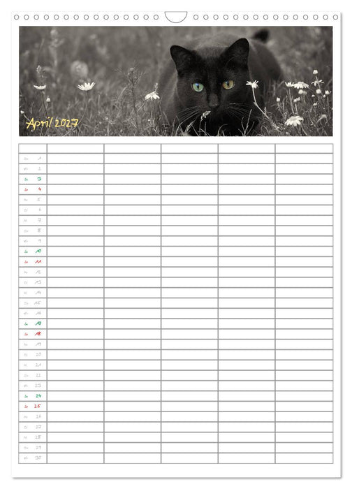 Miezekatzen Planungskalender (CALVENDO Wandkalender 2027)