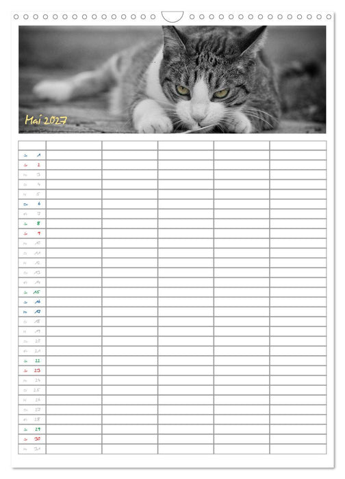 Miezekatzen Planungskalender (CALVENDO Wandkalender 2027)