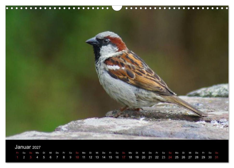 Freche Spatzen (CALVENDO Wandkalender 2027)