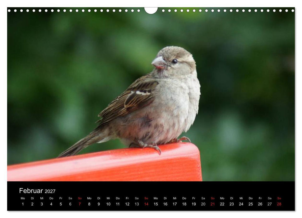 Freche Spatzen (CALVENDO Wandkalender 2027)