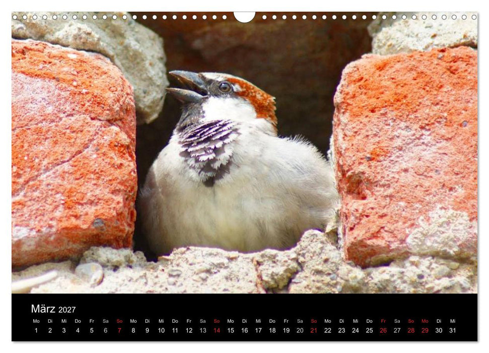 Freche Spatzen (CALVENDO Wandkalender 2027)