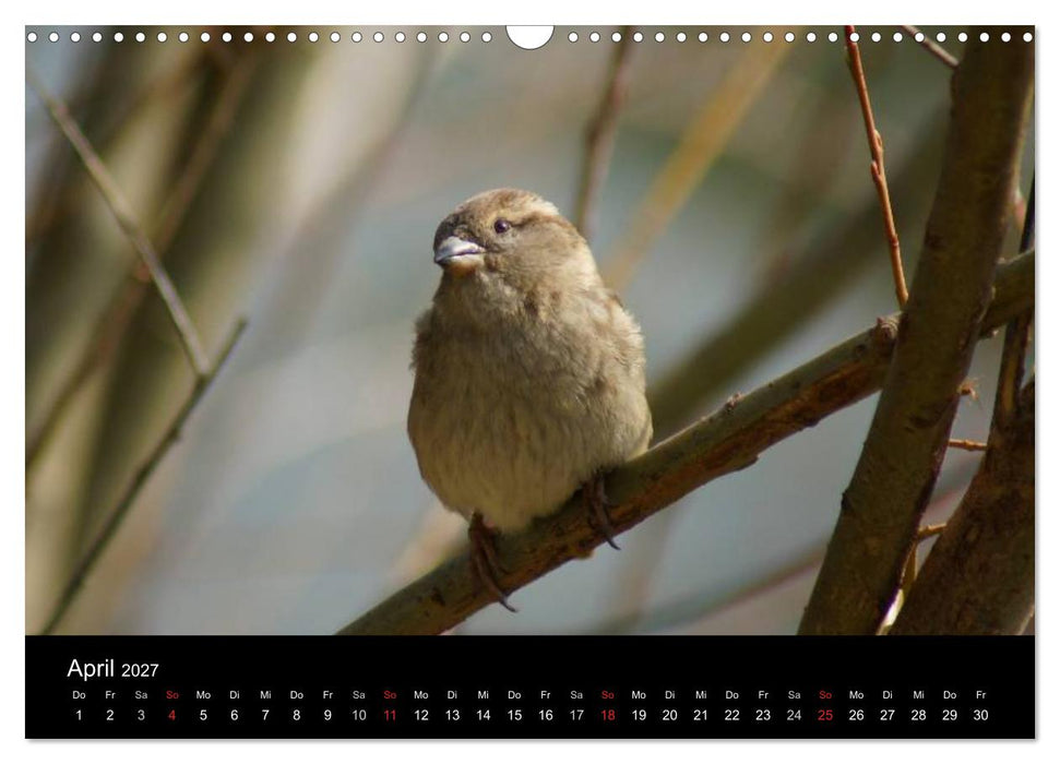 Freche Spatzen (CALVENDO Wandkalender 2027)