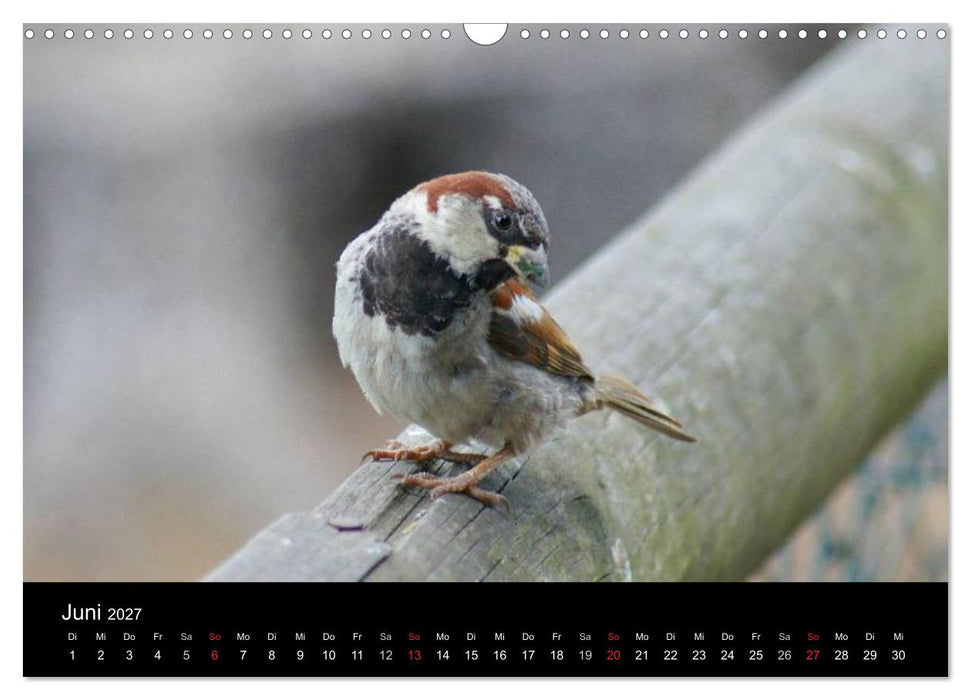 Freche Spatzen (CALVENDO Wandkalender 2027)