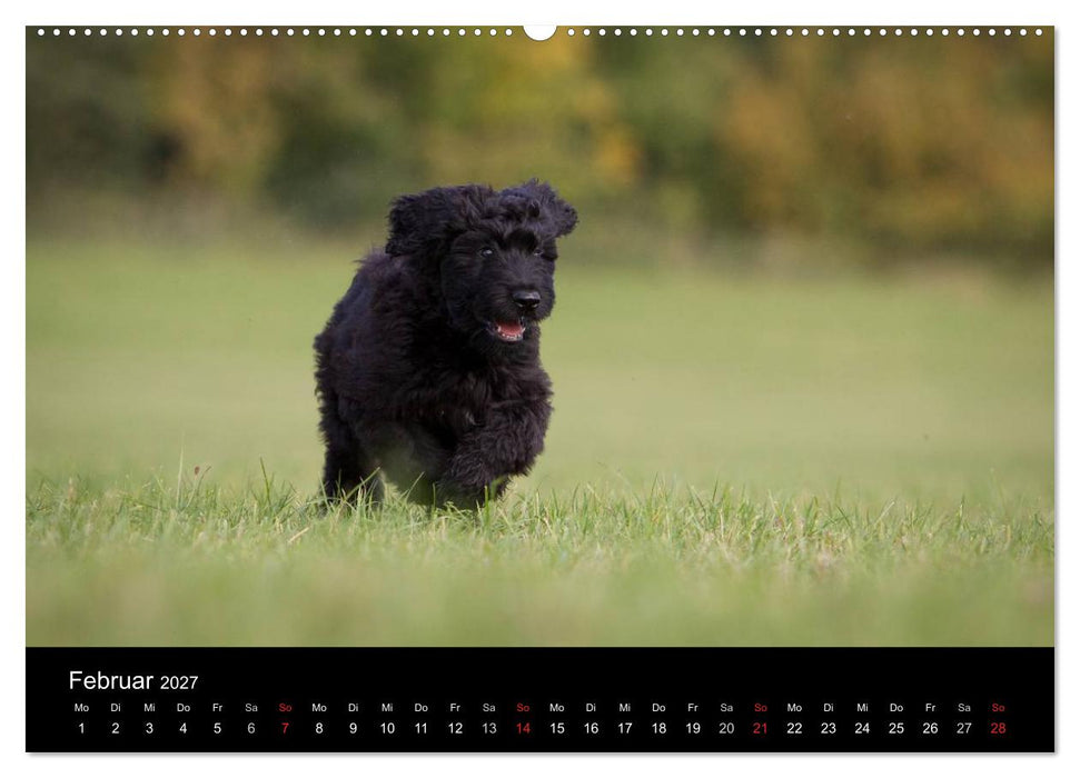 Hundewelpen (CALVENDO Wandkalender 2027)