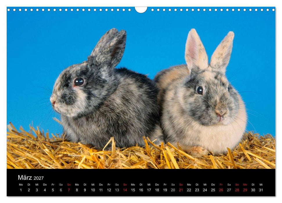 Zwergkaninchen (CALVENDO Wandkalender 2027)