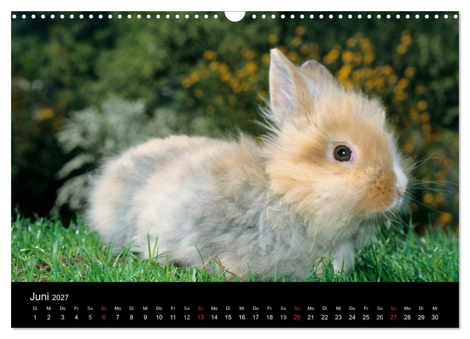 Zwergkaninchen (CALVENDO Wandkalender 2027)