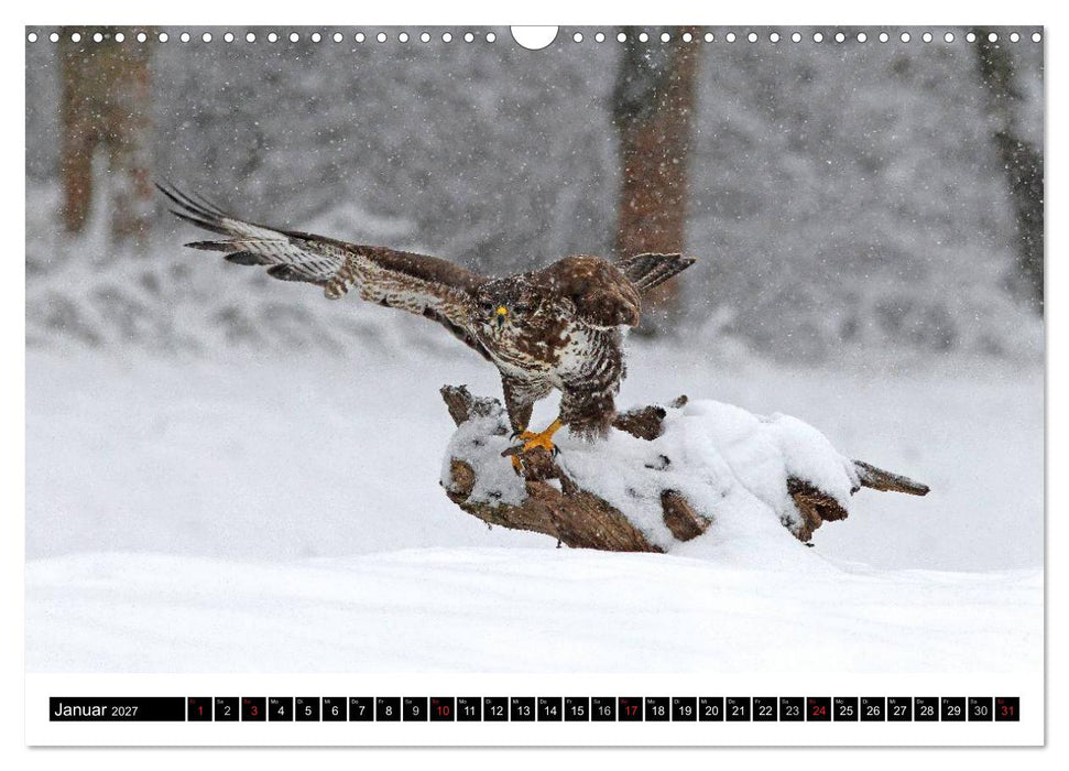 GREIFVÖGEL wild & frei (CALVENDO Wandkalender 2027)