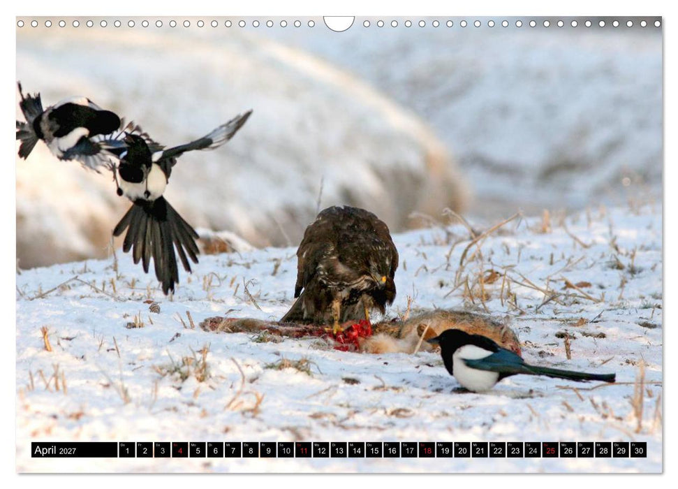 GREIFVÖGEL wild & frei (CALVENDO Wandkalender 2027)
