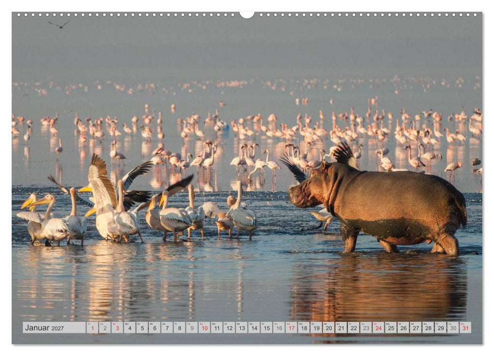 Emotionale Momente: Nilpferde hautnah (CALVENDO Wandkalender 2027)