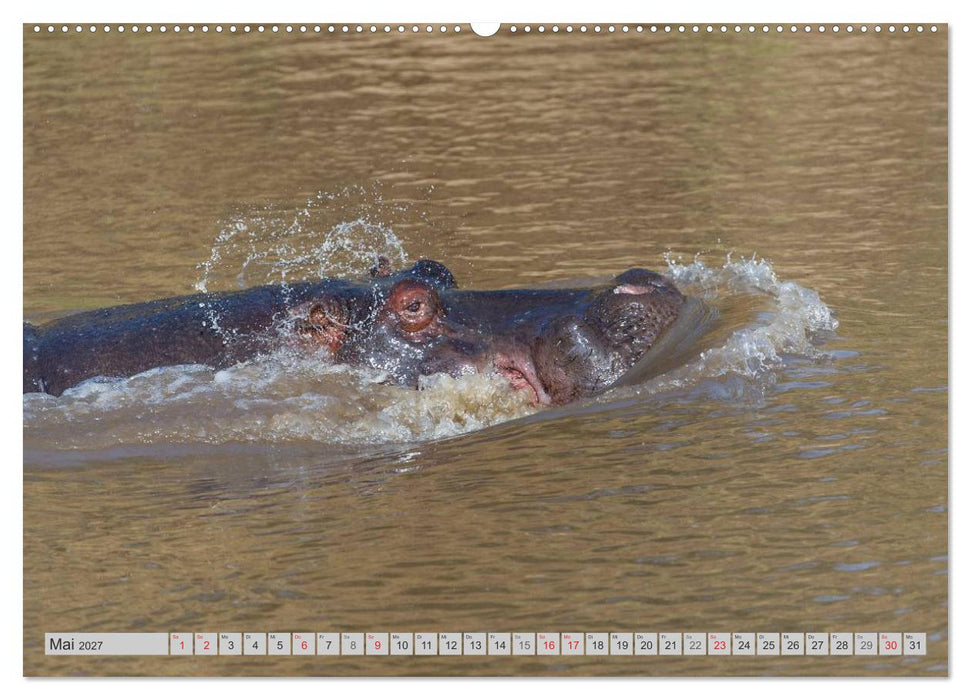 Emotionale Momente: Nilpferde hautnah (CALVENDO Wandkalender 2027)